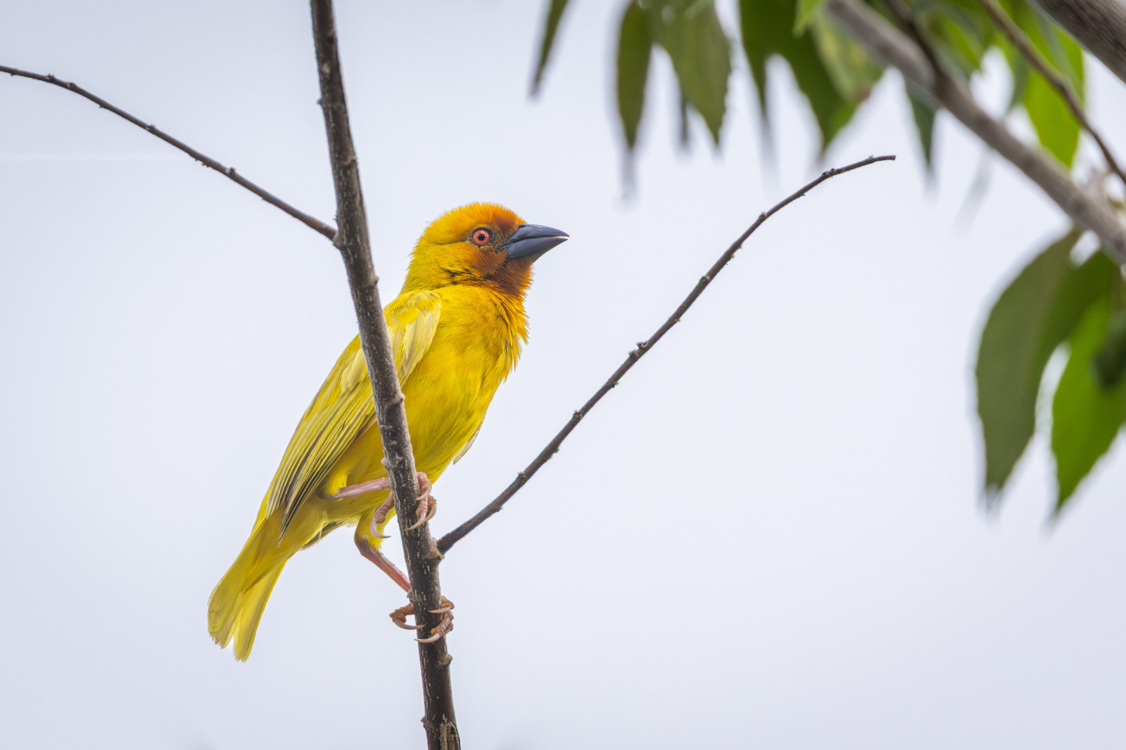 image African Golden-Weaver